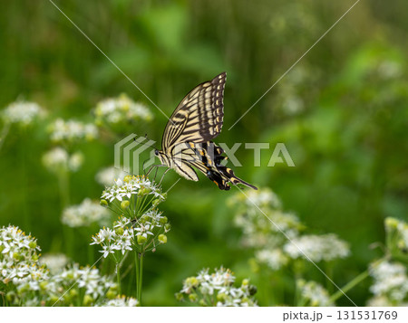 白い花にとまっているアゲハチョウ 131531769