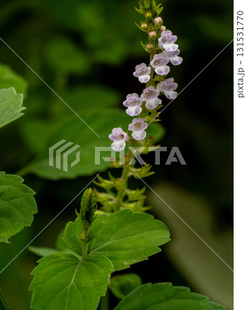 道端に咲くイヌコウジュ 131531770