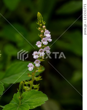 道端に咲くイヌコウジュ 131531771