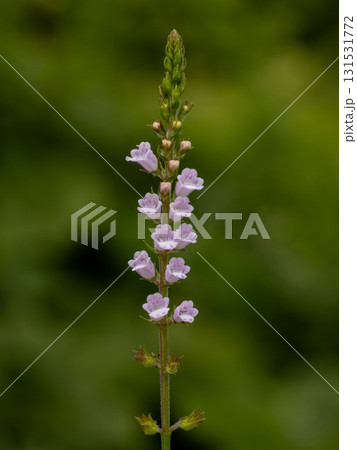 道端に咲くイヌコウジュ 131531772