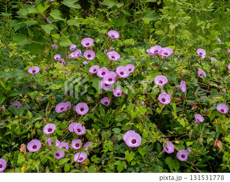 道端の草に絡んで咲いているイモネノホシアサガオの花 道端の草に絡んで咲いているイモネノホシアサガオの花 131531778