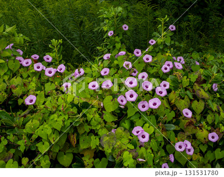 道端の草に絡んで咲いているイモネノホシアサガオの花 131531780