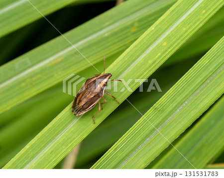 イネ科植物の草の上にいるウズラカメムシ 131531783