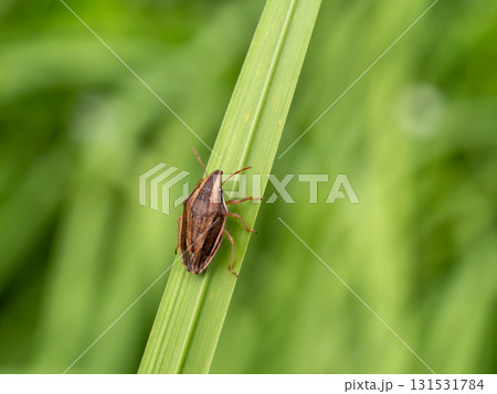 イネ科植物の草の上にいるウズラカメムシ 131531784