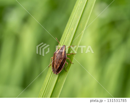 イネ科植物の草の上にいるウズラカメムシ イネ科植物の草の上にいるウズラカメムシ 131531785