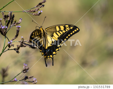 野草の花にとまるキアゲハ 131531789