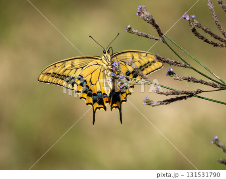 野草の花にとまるキアゲハ 131531790