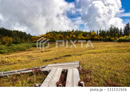 栂池自然園　ワタスゲ湿原の美しい紅葉　長野県小谷村 131531926