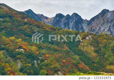 紅葉の八方尾根自然研究路から見る不帰の剣　長野県白馬村 131531973
