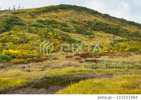 紅葉の黒菱平鎌池湿原　長野県白馬村 131531984