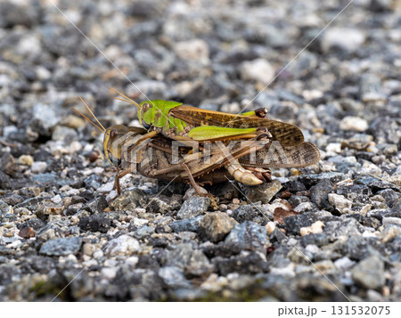 土の上にいる連結したトノサマバッタ 131532075