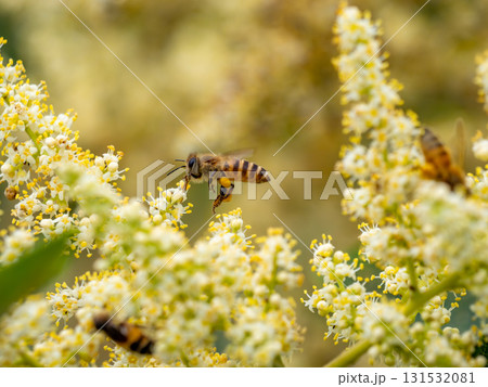 ヌルデの花に集まるニホンミツバチ 131532081