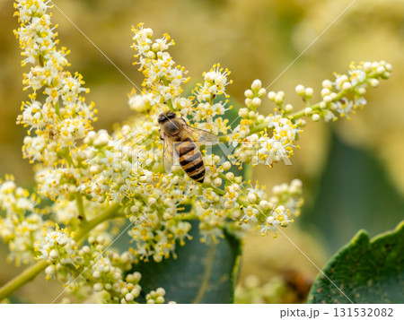ヌルデの花に集まるニホンミツバチ 131532082
