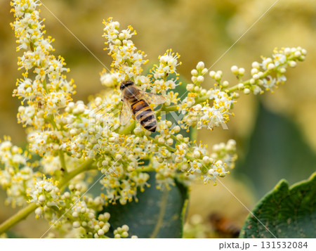 ヌルデの花に集まるニホンミツバチ ヌルデの花に集まるニホンミツバチ 131532084