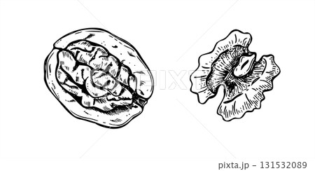 Walnuts monochrome vector set in graphic style. Peeled kernel and open nut in shell etching drawing. Healthy snack clip art painted by black inks for food packaging, autumn designs, culinary blogs Walnuts monochrome vector set in graphic style. Peeled kernel and open nut in shell etching drawing. Healthy snack clip art painted by black inks for food packaging, autumn designs, culinary blogs 131532089