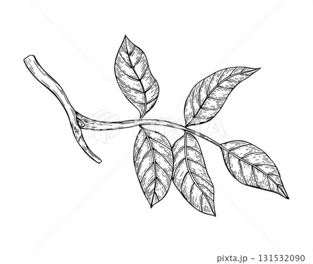 Monochrome walnut leaves on branch vector isolated illustration painted by black inks. Ash foliage plant etching drawing. Floral element for poster, packaging, botanical design 131532090