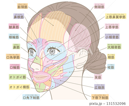 斜めの角度から見た顔の筋肉(カラー付き名称あり) 斜めの角度から見た顔の筋肉(カラー付き名称あり) 131532096