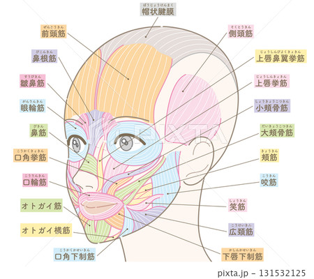 斜めの角度から見た顔の筋肉(髪型なし/カラー付き名称あり) 斜めの角度から見た顔の筋肉(髪型なし/カラー付き名称あり) 131532125
