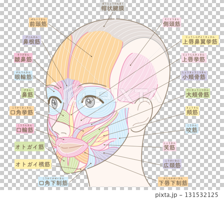斜めの角度から見た顔の筋肉(髪型なし/カラー付き名称あり) 斜めの角度から見た顔の筋肉(髪型なし/カラー付き名称あり) 131532125