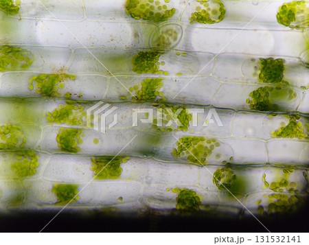 細胞内の葉緑体 131532141
