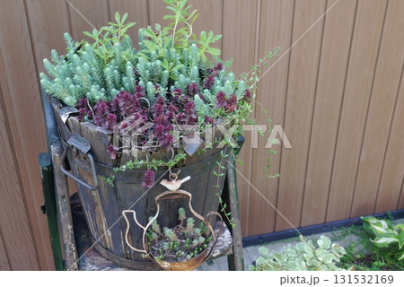 多肉植物の寄せ植え 多肉植物の寄せ植え 131532169
