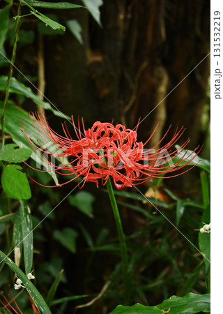 彼岸花 131532219