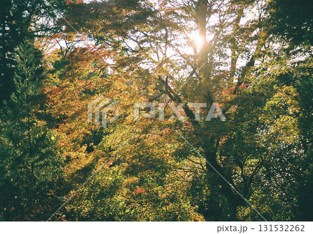 紅葉した樹々 紅葉した樹々 131532262