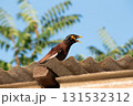 Common Mynah (Acridotheres tristis) myna bird with yellow beak and screams, perched on corrugated roof under bright blue sky. Blurred greenery in the background, symbol of urban wildlife and nature 131532312