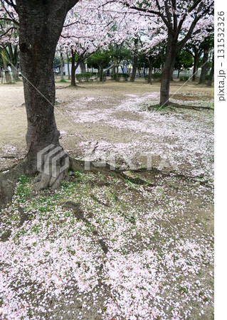 桜の花びら散る春の朝の公園風景 131532326