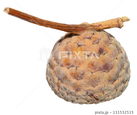Cup of acorn with a short stem on an isolated background Cup of acorn with a short stem on an isolated background 131532515