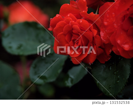 雨の降る6月に咲いた赤くて美しいバラの花「チンチン」 131532538