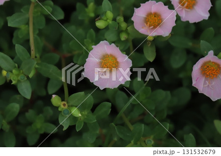秋の庭に咲く薄桃色のポーチュラカの花 131532679