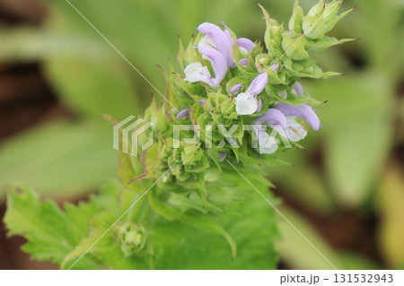 薄い紫と白の花を咲かせるウツボグサ 131532943