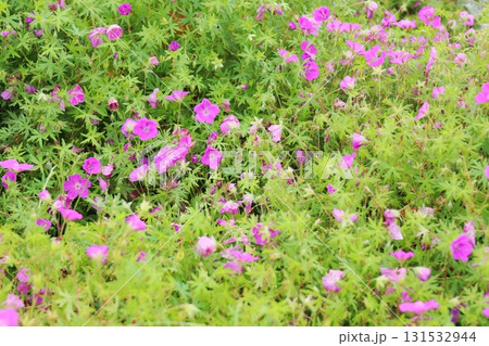 赤紫色の花を咲かせるゲラニウム 赤紫色の花を咲かせるゲラニウム 131532944