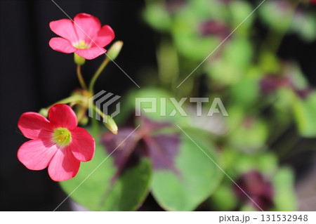 ピンクの花を咲かせるオキザリス ピンクの花を咲かせるオキザリス 131532948