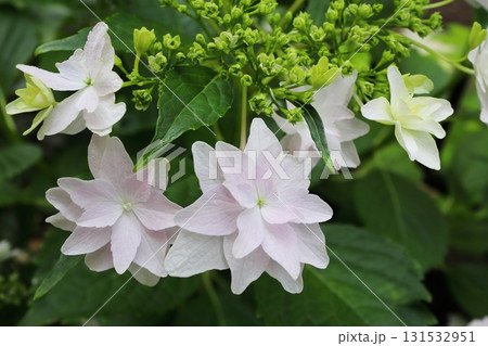 薄桃色のガクアジサイ 隅田の花火 薄桃色のガクアジサイ 隅田の花火 131532951