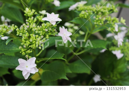 薄桃色のガクアジサイ　隅田の花火 131532953