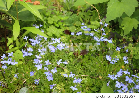 青い小さな花を咲かせるアズーロコンパクト 131532957