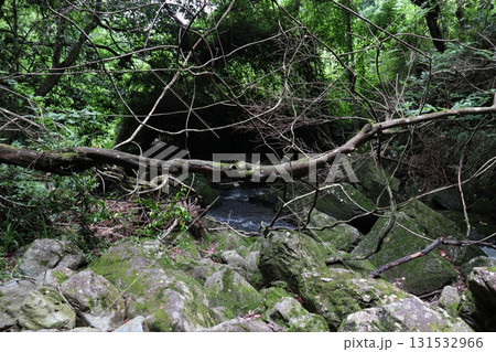 仏渕の川辺に生える横に伸びた木 131532966