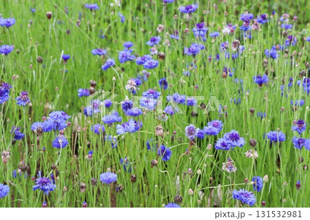 真っ青な花を咲かせるコーンフラワー 131532981