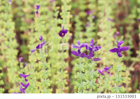 ペインテッドセージの紫色の花 ペインテッドセージの紫色の花 131533001