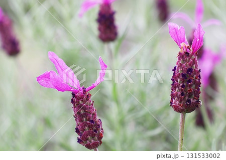 紫の花を咲かせるラベンダー　ストエカス 131533002