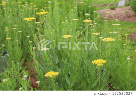 黄花ノコギリソウの黄色い花 黄花ノコギリソウの黄色い花 131533027