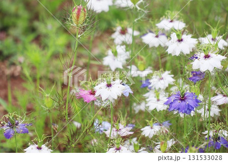 カラフルなニゲラの花 カラフルなニゲラの花 131533028