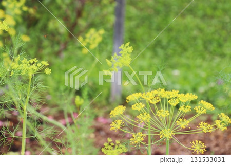 ディルの黄色い花 ディルの黄色い花 131533031