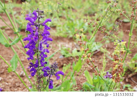 紫の花を咲かせるサルビア・プラテンシス 131533032