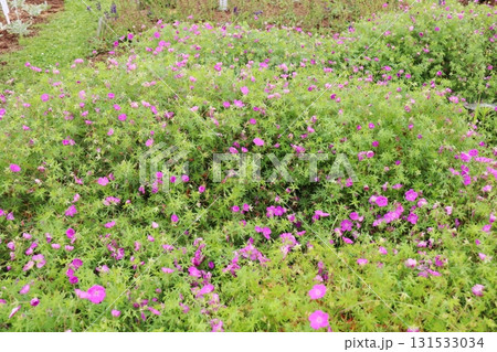 ピンク色の花のゲラニウム 131533034