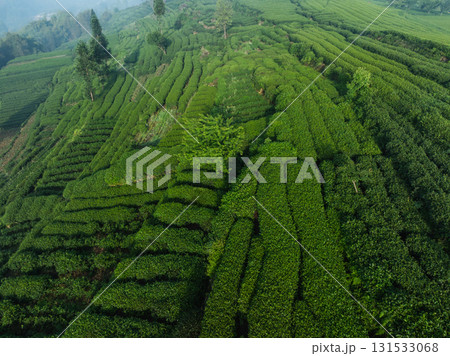 Aerial view of beautiful tea terrace landscape in China Aerial view of beautiful tea terrace landscape in China 131533068