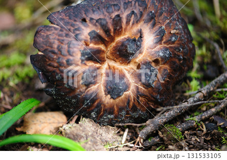 Wild sarcodon imbricatus,edible mushroom in forest of China 131533105