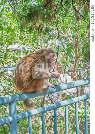 無人 野生動物 野獣 131533106